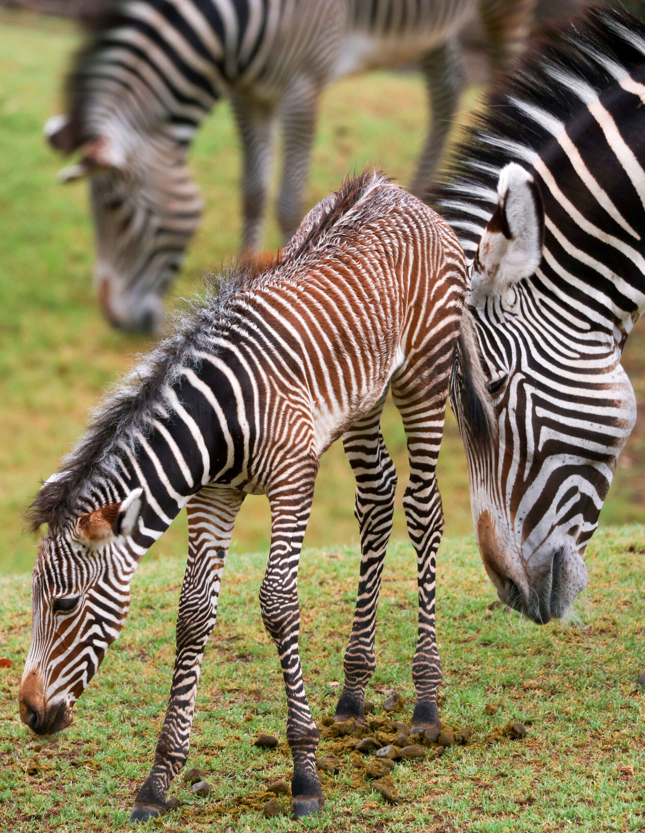 Zebra foal